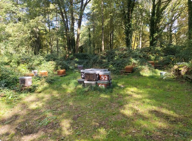 Several beehives are placed on a grassy clearing at the edge of a forest. The wooden beehives are arranged in various orientations. The sun is shining on the scene.