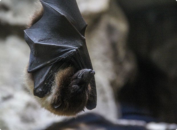 Close-up of a hanging bat with dark wings, its head pointed downwards. Its brown fur is partially visible. The background is blurred and dark, possibly a cave or a hiding spot.